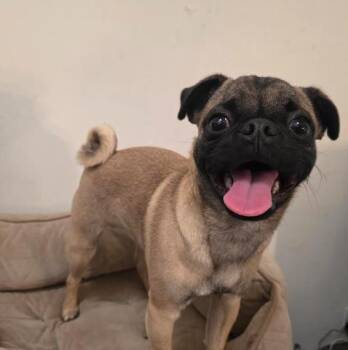 Rocko -  Pug and Puggle Dog for Adoption in Manvel, Texas - Rocko | PetCurious
