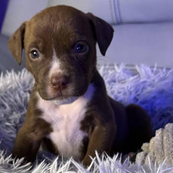 American Bully Dogs Available for Adoption - Boheme | PetCurious