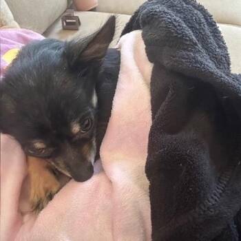 Chihuahua Dogs Available for Adoption in Ferndale, Michigan - Remus | PetCurious