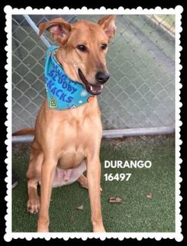 Retriever and Greyhound Dogs Available for Adoption - DURANGO | PetCurious