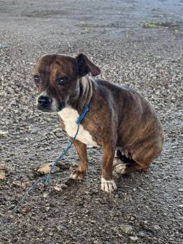 Mixed Breed Dogs Available for Adoption in Rockport, Texas - Piper | PetCurious
