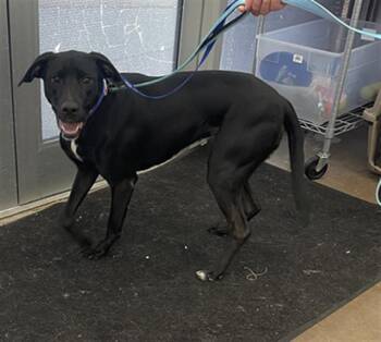 Mixed Breed Dogs Available for Adoption in Dallas, Texas - LYLA | PetCurious