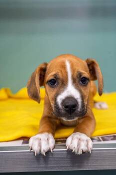 Scotty -  Basset Hound and Mixed Breed Dog for Adoption in Fort Worth, Texas - Scotty | PetCurious