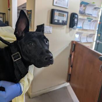 Pit Bull Terrier Dogs Available for Adoption in Pasadena, California - Gemini | PetCurious