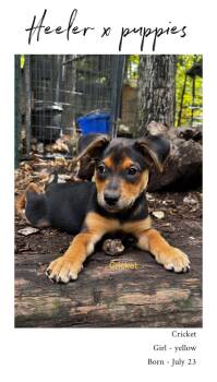 Rescue Australian Cattle Dog Blue Heeler Dogs for Adoption in Rome, Georgia - June Bug | PetCurious