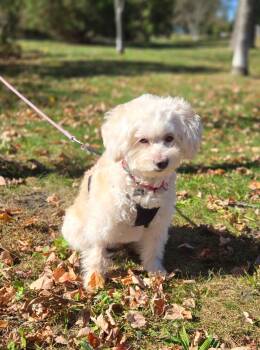 Rescue Maltipoo and Miniature Poodle Dogs for Adoption in Thornwood, New York - Abella | PetCurious