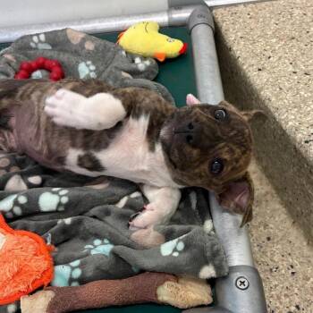 Marian -  Boxer and Mixed Breed Dog for Adoption in Kanab, Utah - Marian | PetCurious