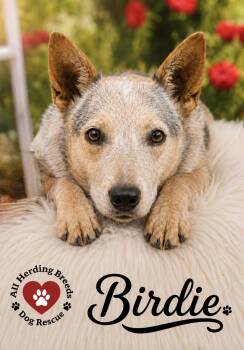 Birdie -  Cattle Dog Dog for Adoption in Joliet, Illinois - Birdie | PetCurious