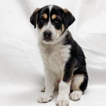 Husky and Shepherd Dogs Available for Adoption in Parker, Colorado - 481 (2026) Tahoe | PetCurious