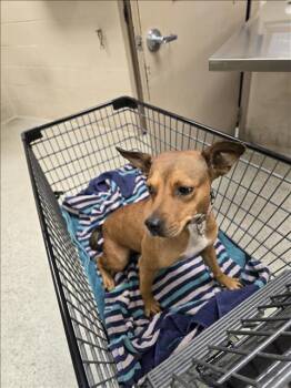 Rescue Chihuahua and Dachshund Dogs for Adoption in Conroe, Texas - GRETA | PetCurious