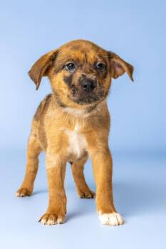 Sushi -  Australian Shepherd Dog for Adoption in Wolcott, Connecticut - Sushi | PetCurious
