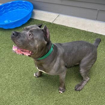 Kanye -  Cane Corso Dog for Adoption in Greensboro, North Carolina - Kanye | PetCurious