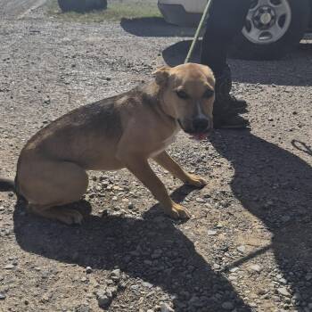 Daphne -  Mixed Breed and Shepherd Dog for Adoption in Durant, Oklahoma - Daphne | PetCurious