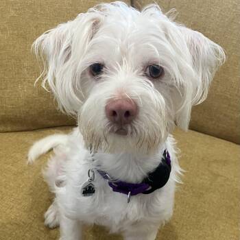 Archer -  Maltese and West Highland White Terrier Westie Dog for Adoption in Santa Monica, California - Archer | PetCurious