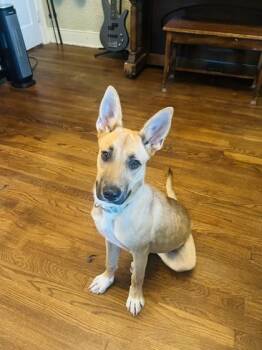 Pen -  Mixed Breed Dog for Adoption in Memphis, Tennessee - Pen | PetCurious