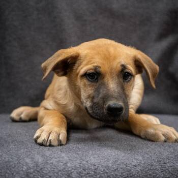 Squirrel -  Mixed Breed Dog for Adoption in Cheyenne, Wyoming - Squirrel | PetCurious