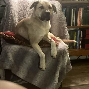Great Pyrenees and American Bulldog Dogs Available for Adoption - Millie Mae | PetCurious
