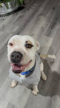 Pit Bull Terrier Dogs Available for Adoption - CANE | PetCurious