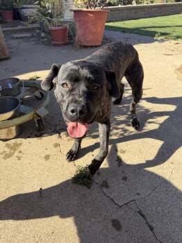 Essie -  Cane Corso Dog for Adoption in Lafayette, California - Essie | PetCurious