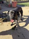 253 Available Cane Corso Dogs | PetCurious