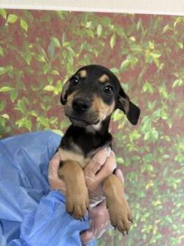Vera -  Labrador Retriever and Mixed Breed Dog for Adoption in San Antonio, Texas - Vera | PetCurious