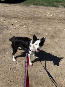 Border Collie and Mixed Breed Dogs Available for Adoption in Fort Collins, Colorado - Cambria | PetCurious
