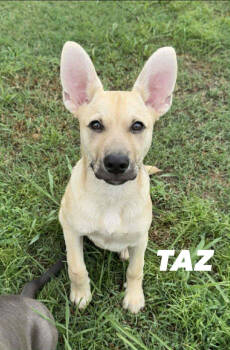 Rescue Shepherd Dogs for Adoption in Tulsa, Oklahoma - Taz | PetCurious