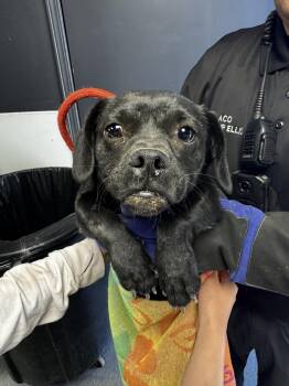 Shorty -  Terrier Dog for Adoption in Las Vegas, New Mexico - Shorty | PetCurious