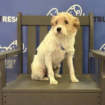 HALLEY -  Terrier and Mixed Breed Dog for Adoption in Waterford, New Jersey - HALLEY | PetCurious