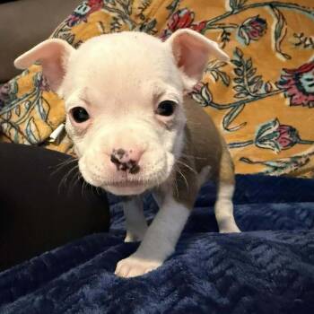 Pit Bull Terrier and American Staffordshire Terrier Dogs Available for Adoption - Flurry | PetCurious