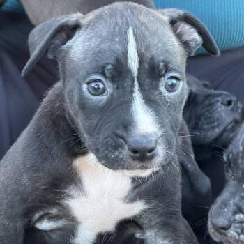 Rhea -  Black Labrador Retriever and Mixed Breed Dog for Adoption in Hohenwald, Tennessee - Rhea | PetCurious