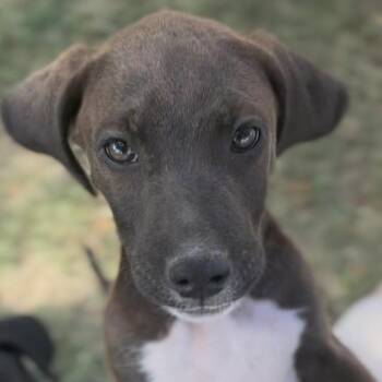 Blake -  Golden Retriever and Pit Bull Terrier Dog for Adoption in Midland, Texas - Blake | PetCurious