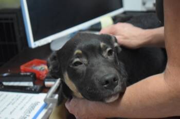 Atlas -  German Shepherd Dog Dog for Adoption in Pahrump, Nevada - Atlas | PetCurious