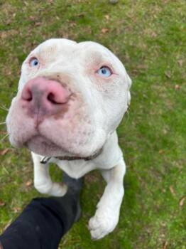 Pit Bull Terrier Dogs Available for Adoption - Jupiter | PetCurious
