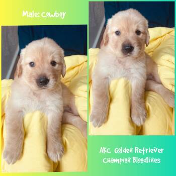Cowboy -  Golden Retriever Dog for Sale in Houston, Texas - Cowboy | PetCurious