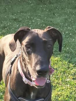Indigo -  Great Dane Dog for Adoption in Wheaton, Illinois - Indigo | PetCurious