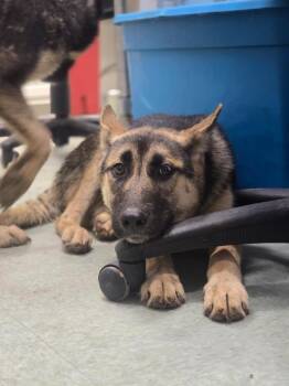 Fern -  German Shepherd Dog and Husky Dog for Adoption in Danielsville, Georgia - Fern | PetCurious
