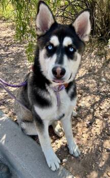 Rescue Husky Dogs for Adoption in Cottonwood, Arizona - Buddy | PetCurious