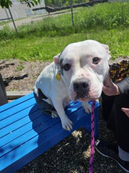 Pit Bull Terrier Dogs Available for Adoption in Cleveland, Ohio - Sheba | PetCurious