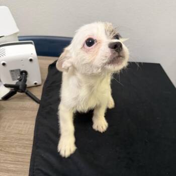 Bandit -  French Bulldog and Mixed Breed Dog for Adoption in San Diego, California - Bandit | PetCurious