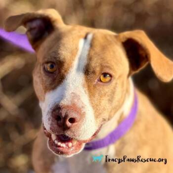Terrier and Boxer Dogs Available for Adoption - Izzie | PetCurious