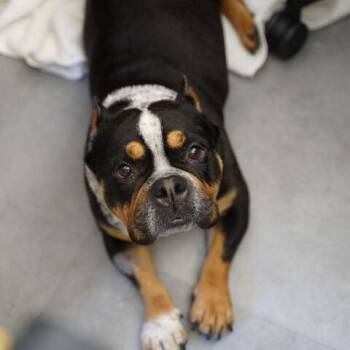 Bessie -  English Bulldog Dog for Adoption in Turlock, California - Bessie | PetCurious