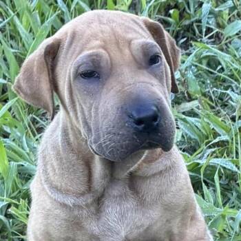 ZEPO (out of town) -  Shar Pei Dog for Adoption in New York, New York - ZEPO (out Of Town) | PetCurious