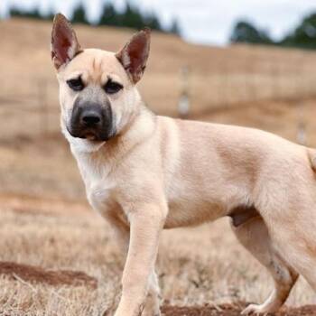Harvo -  Shepherd and Chow Chow Dog for Adoption in Golden, Colorado - Harvo | PetCurious