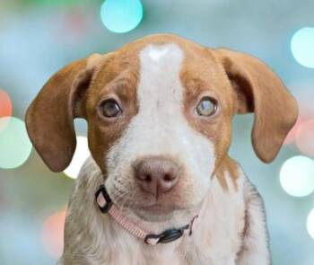 Ginger -  Mixed Breed Dog Available for Adoption in Schaumburg, Illinois - Ginger | PetCurious