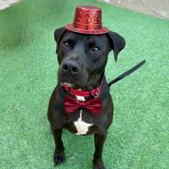Black Labrador Retriever Dogs Available for Adoption in Houston, Texas - Lazarus "Lazzie" | PetCurious