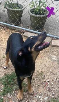 Alaska -  Mixed Breed Dog for Adoption in Taycheedah, Wisconsin - Alaska | PetCurious