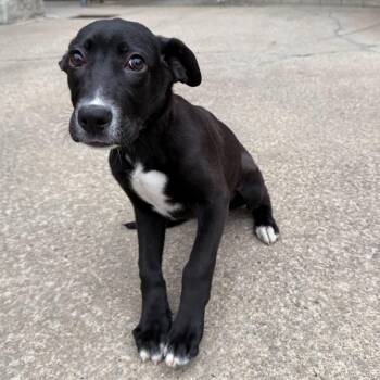 Shepherd Dogs Available for Adoption - Spring | PetCurious