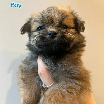 Chihuahua and Terrier Dogs Available for Adoption in Bend, Oregon - Wilber | PetCurious