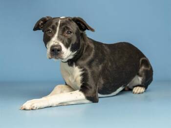 KELSEY -  Pit Bull Terrier Dog for Adoption in Phoenix, Arizona - KELSEY | PetCurious